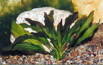 Echinodorus Serbus